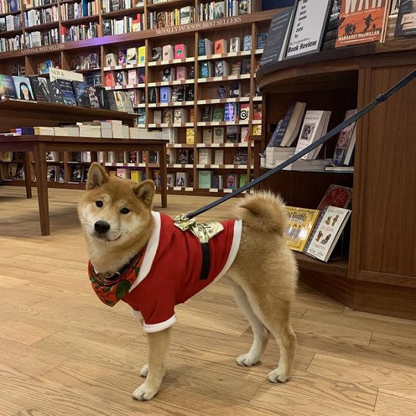 McNally Jackson dog customer, Ziggy Claus